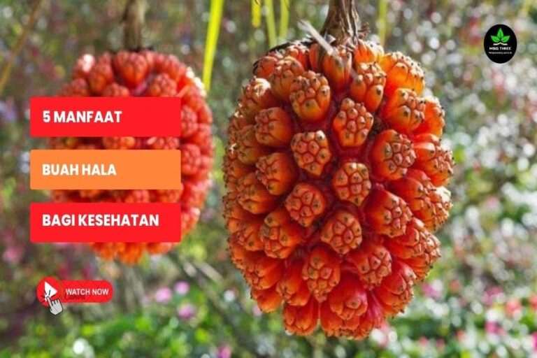 Manfaat Buah Hala