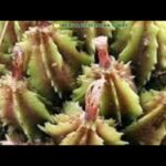 Manfaat Buah Hangasa