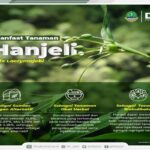 Manfaat Buah Hanjeli