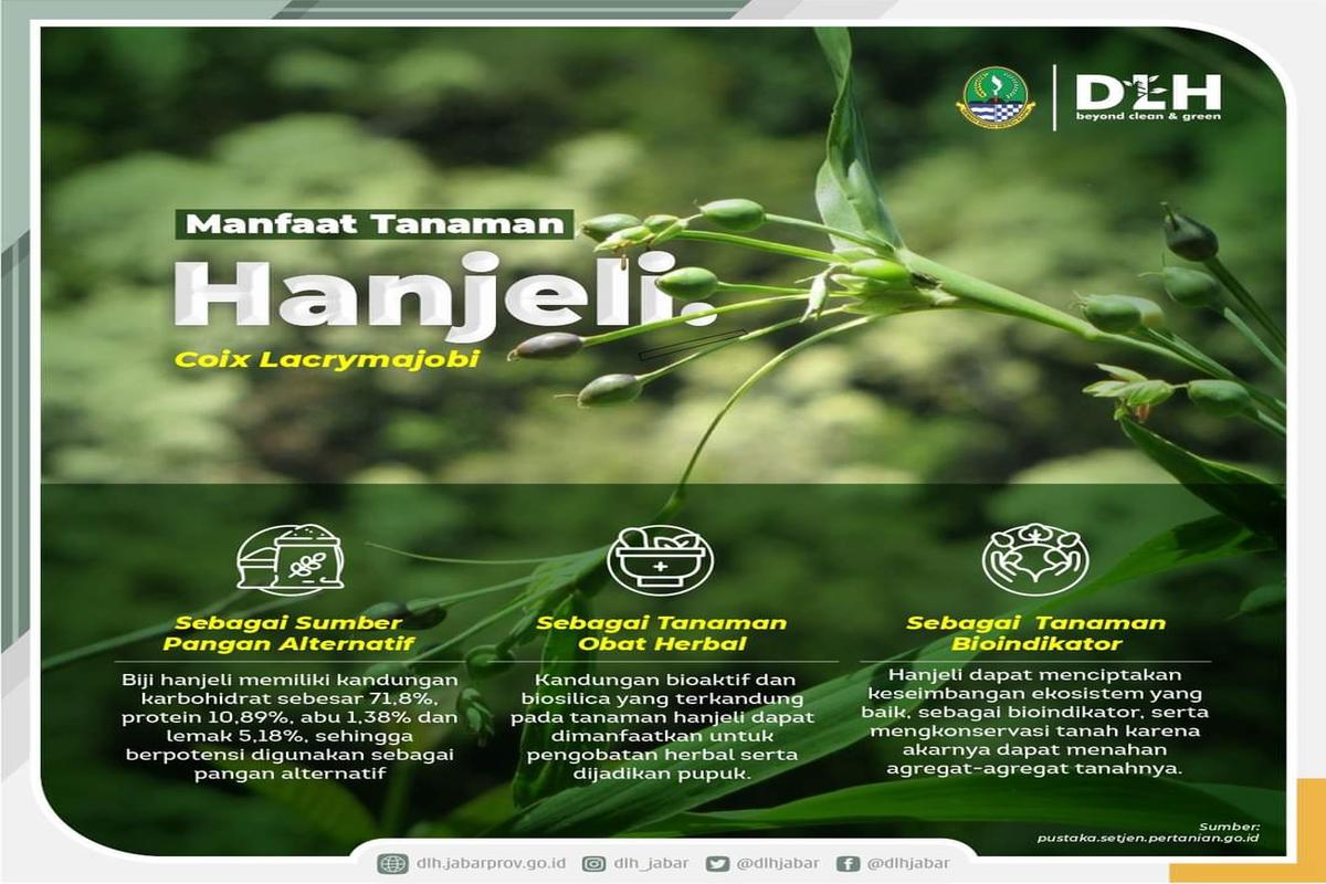 Manfaat Buah Hanjeli