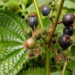 Manfaat Buah Harendong Bulu