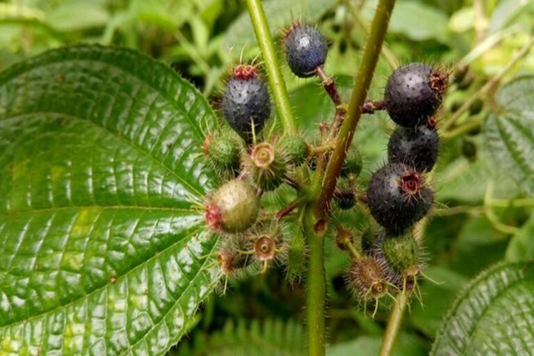 Manfaat Buah Harendong Bulu