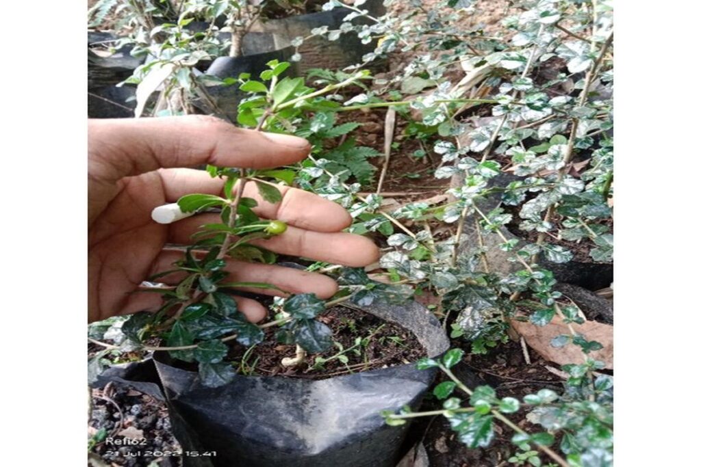 Manfaat Buah Hokiantea
