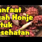 Manfaat Buah Honje