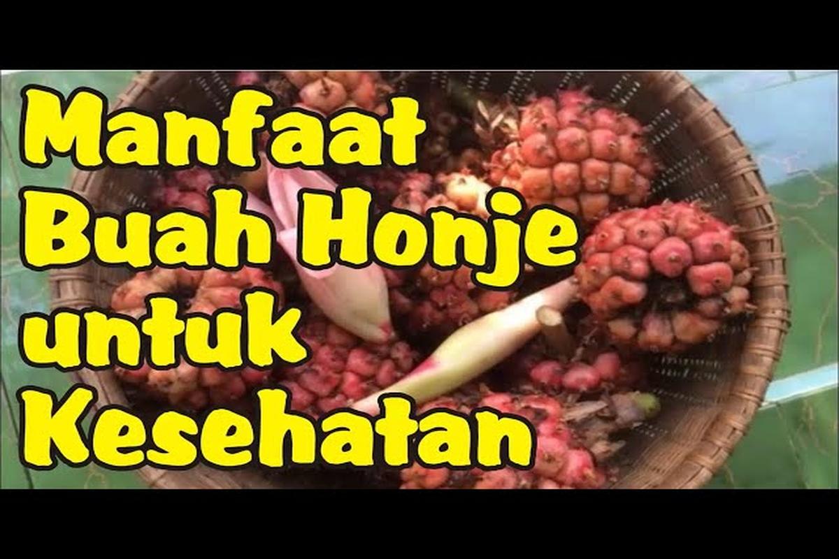 Manfaat Buah Honje