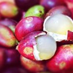 Manfaat Buah Inggu