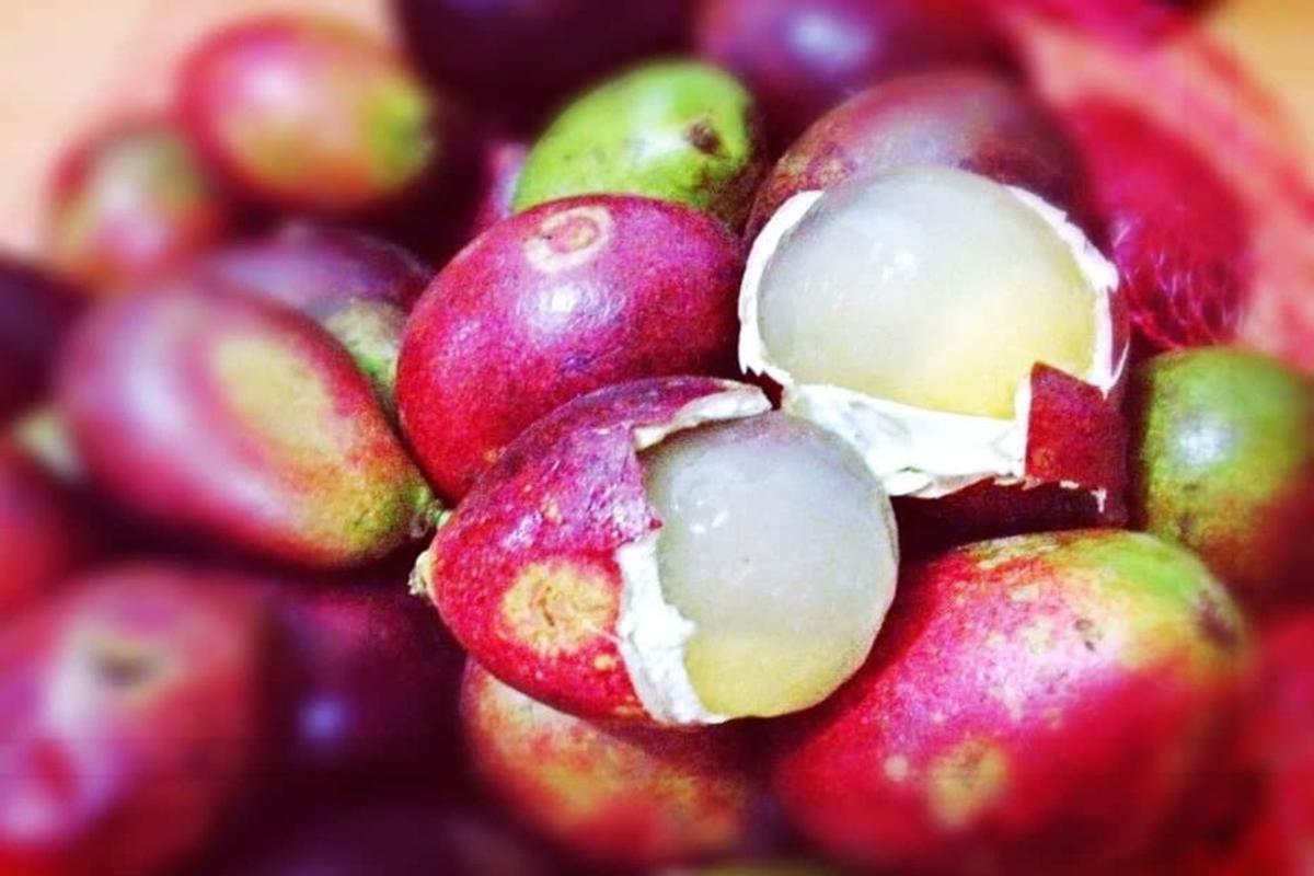 Manfaat Buah Inggu