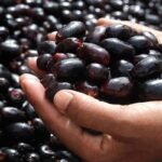 Manfaat Buah Jamblang