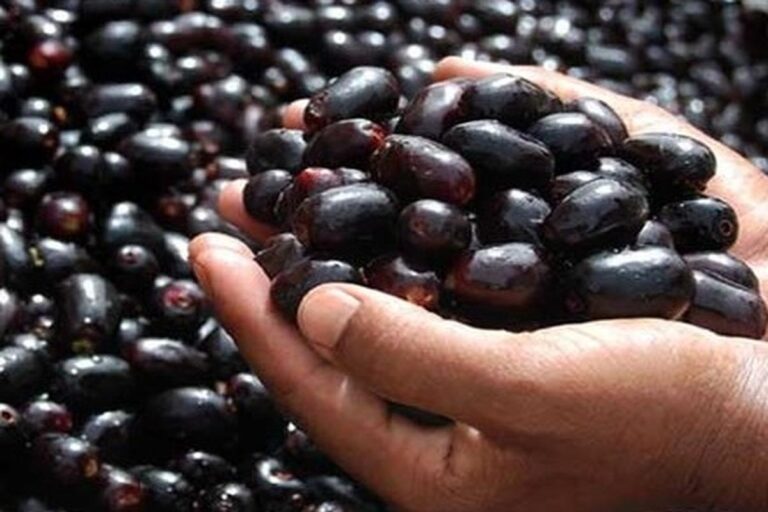 Manfaat Buah Jamblang