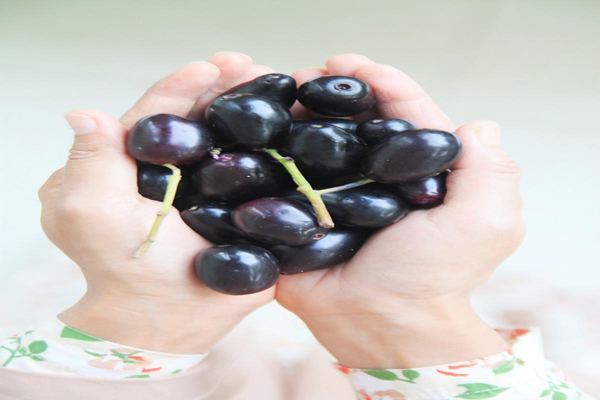 Manfaat Buah Jamblang Bagi Kesehatan