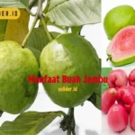 Manfaat Buah Jambu