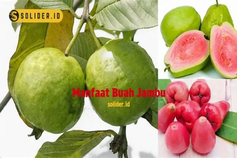 Manfaat Buah Jambu