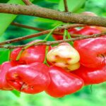Manfaat Buah Jambu Air