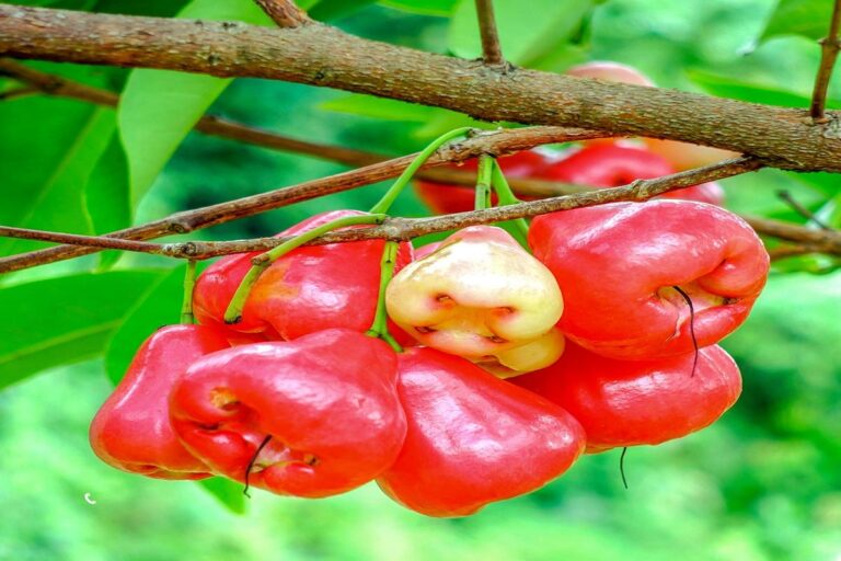 Manfaat Buah Jambu Air