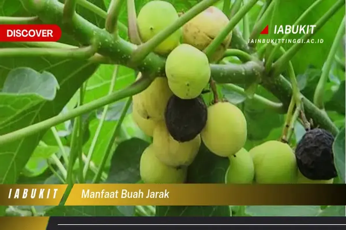Manfaat Buah Jarak
