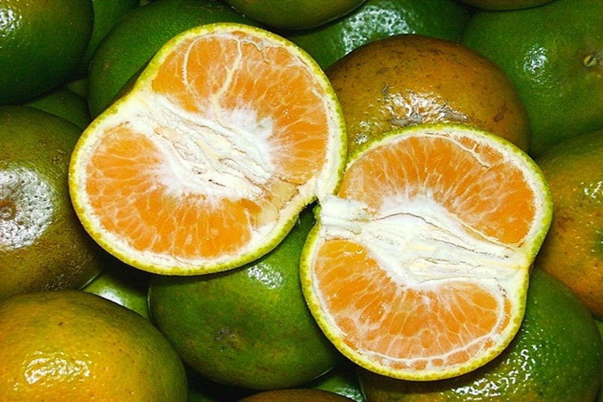 Manfaat Buah Jeruk Untuk Wanita