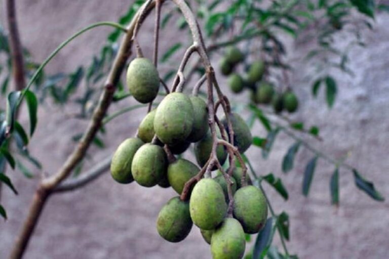 Manfaat Buah Kedondong
