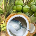 Manfaat Buah Kelapa Muda