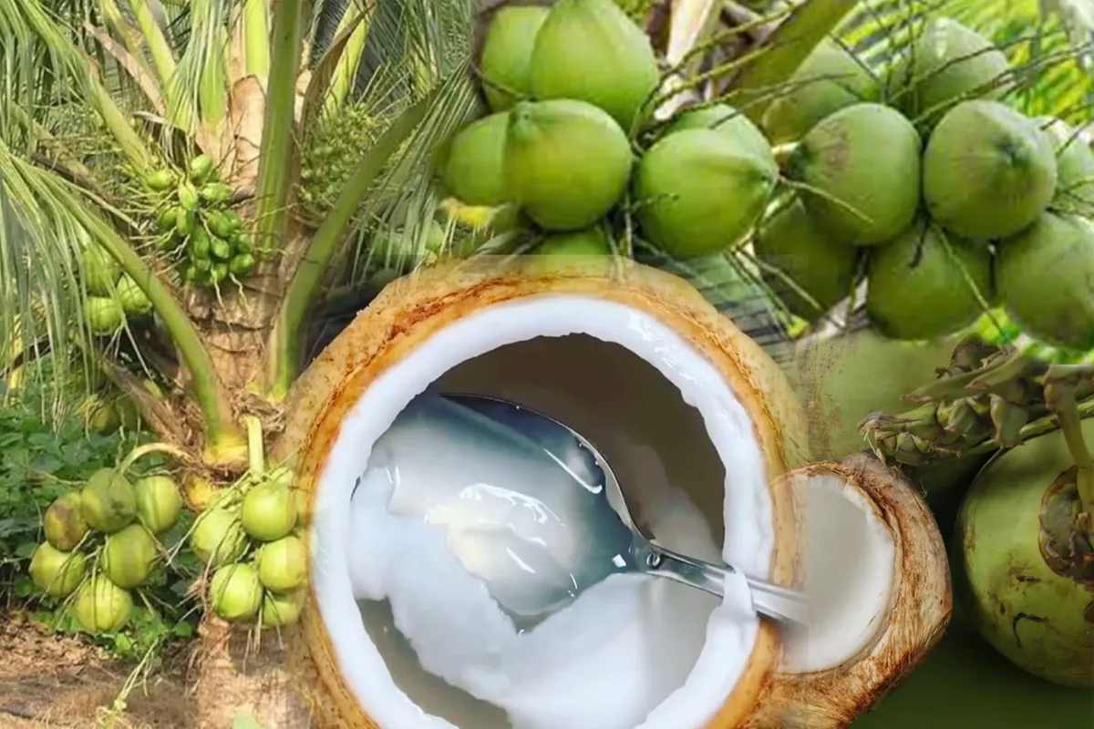 Manfaat Buah Kelapa Muda