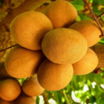 Manfaat Buah Kepel