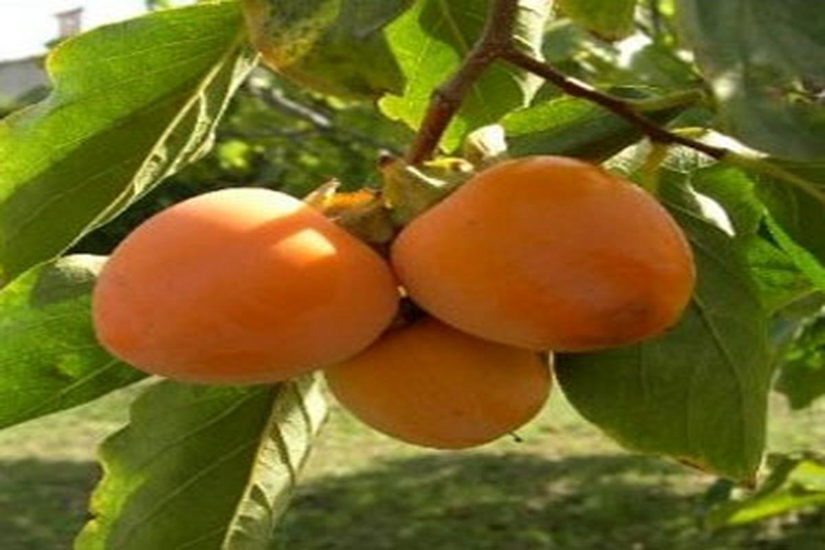 Manfaat Buah Kesemek Asia