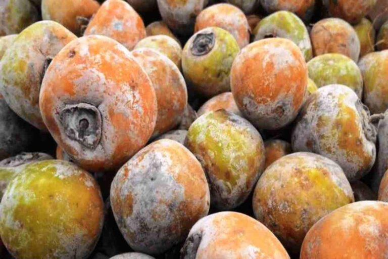Manfaat Buah Kesemek Coklat