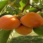 Manfaat Buah Kesemek Organik