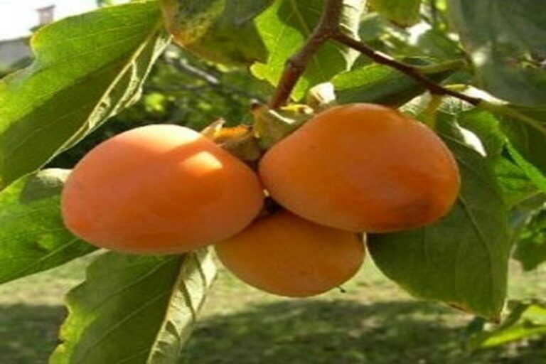 Manfaat Buah Kesemek Tropis