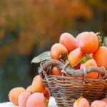 Manfaat Buah Kesemek Untuk Menjaga Kesehatan Paru-Paru