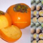 Manfaat Buah Kesemek Untuk Menstabilkan Tekanan Darah