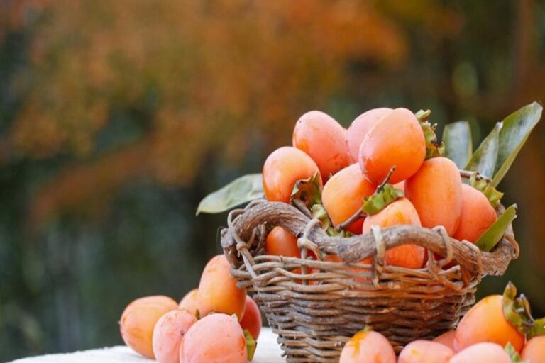 Manfaat Buah Kesemek Untuk Menyehatkan Ginjal