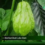 Manfaat Buah Labu Siam