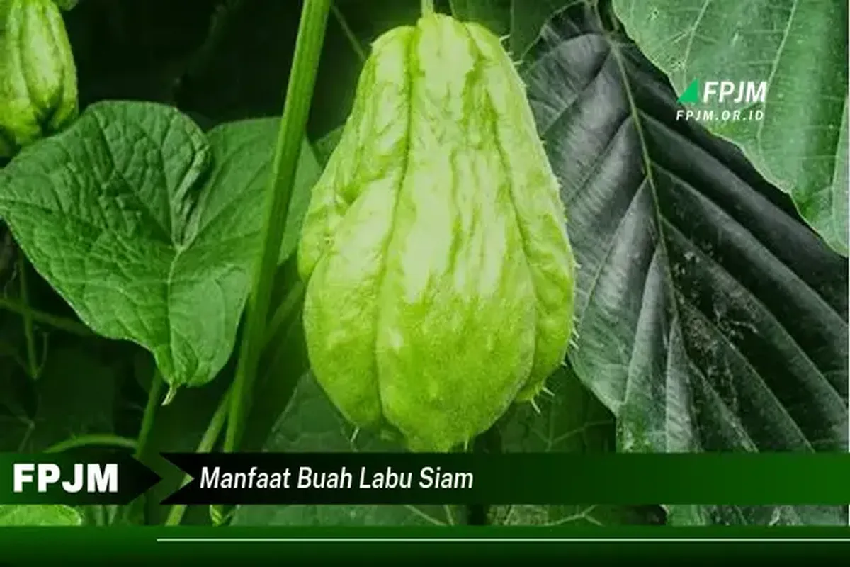 Manfaat Buah Labu Siam