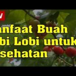 Manfaat Buah Lobi-Lobi