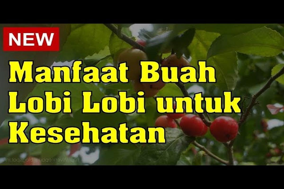 Manfaat Buah Lobi-Lobi