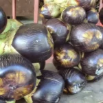 Manfaat Buah Lontar