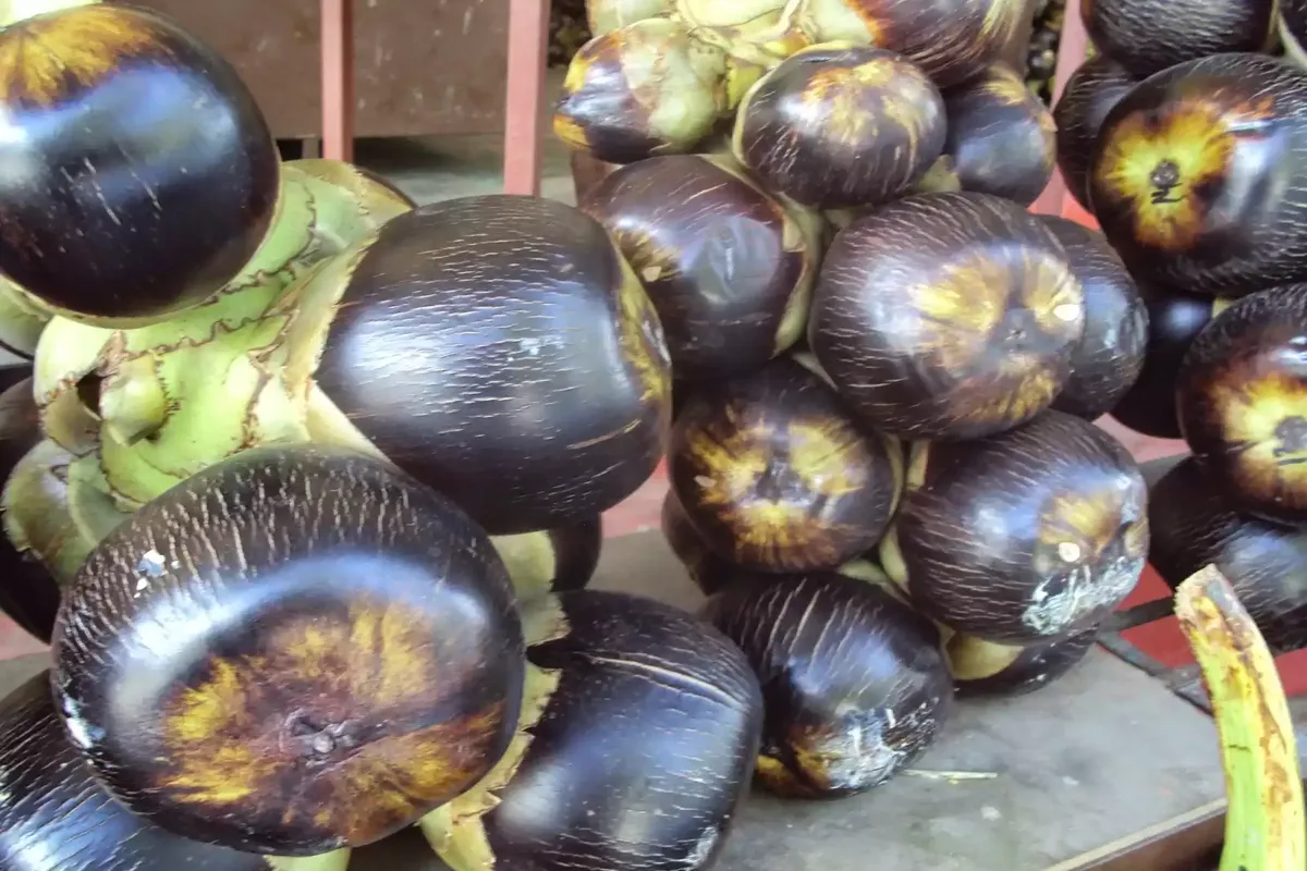 Manfaat Buah Lontar