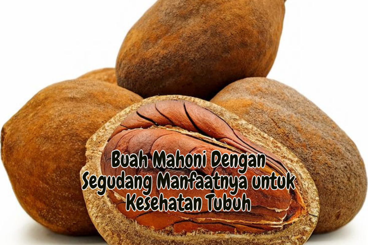 Manfaat Buah Mahoni Bagi Kesehatan