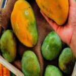 Manfaat Buah Mangga Untuk Ibu Hamil