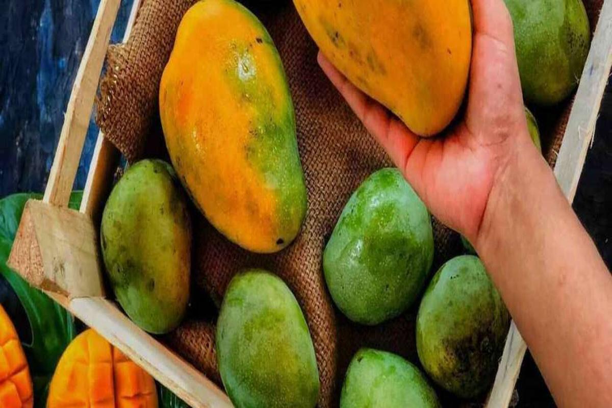 Manfaat Buah Mangga Untuk Ibu Hamil