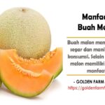 Manfaat Buah Melon Untuk Kesehatan