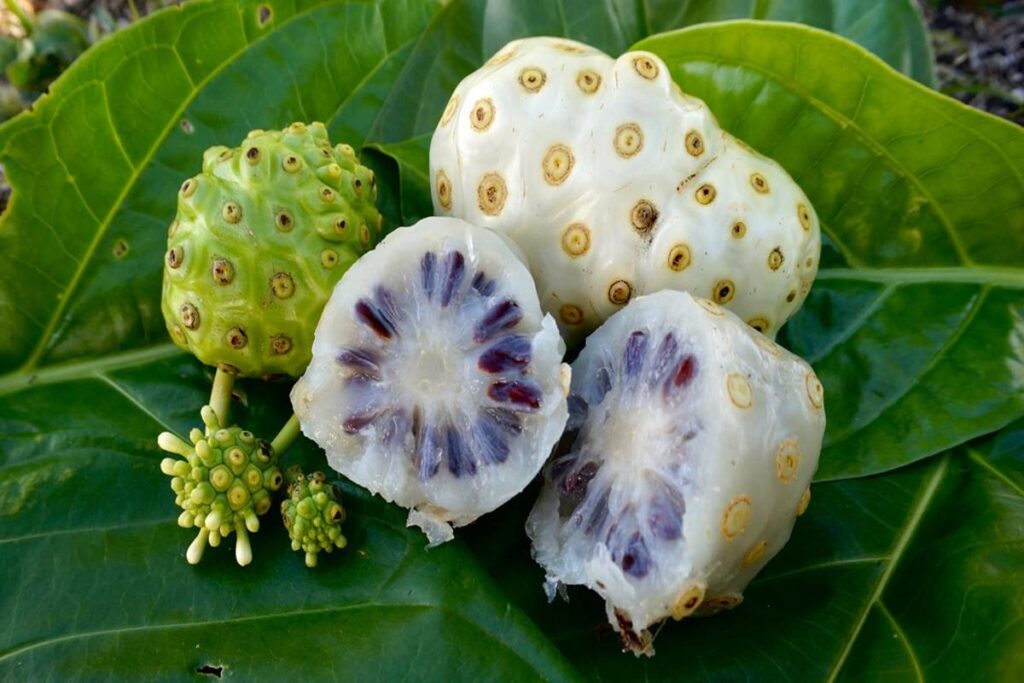 Manfaat Buah Mengkudu