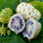 Manfaat Buah Mengkudu