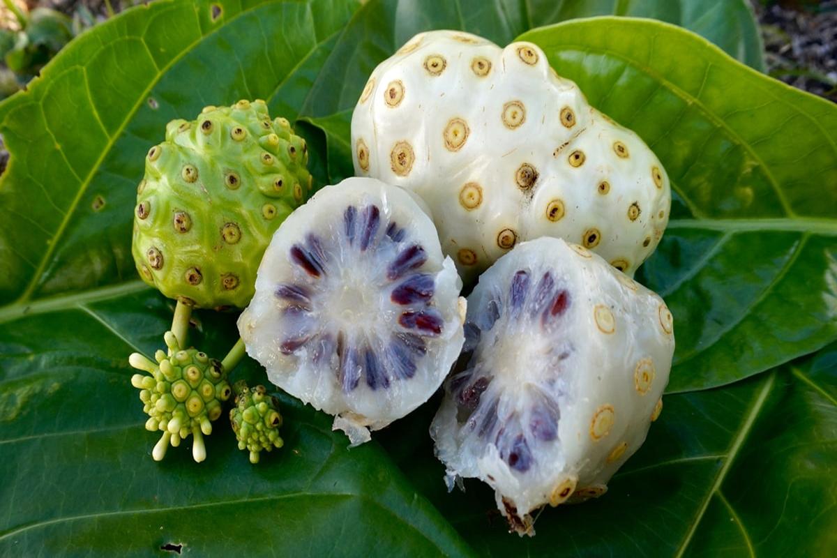 Manfaat Buah Mengkudu