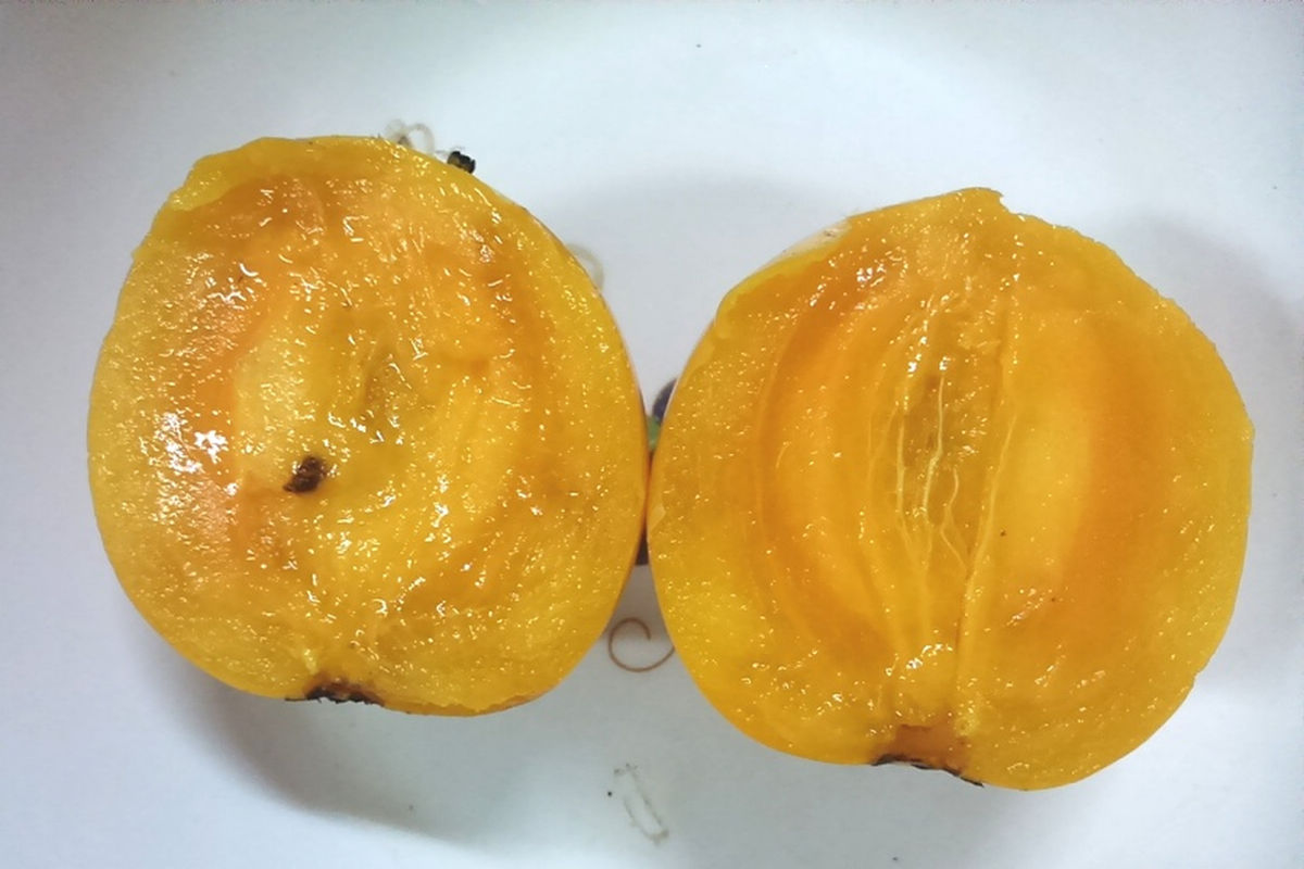Manfaat Buah Mundu