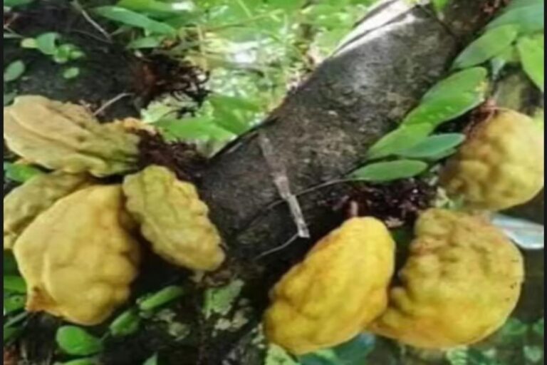 Manfaat Buah Namnam