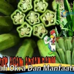 Manfaat Buah Okra