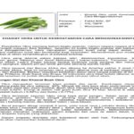 Manfaat Buah Okra Untuk Kesehatan