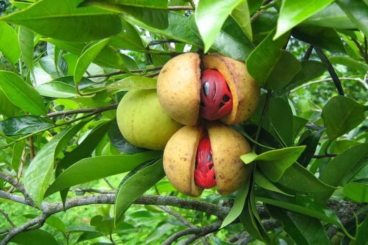 Manfaat Buah Pala