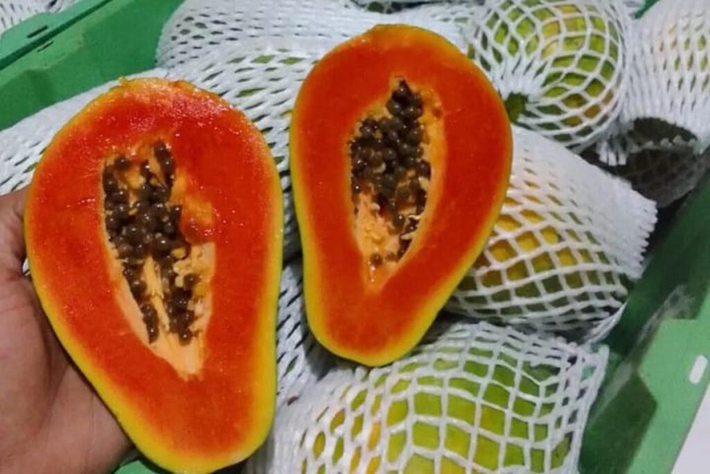 Manfaat Buah Pepaya